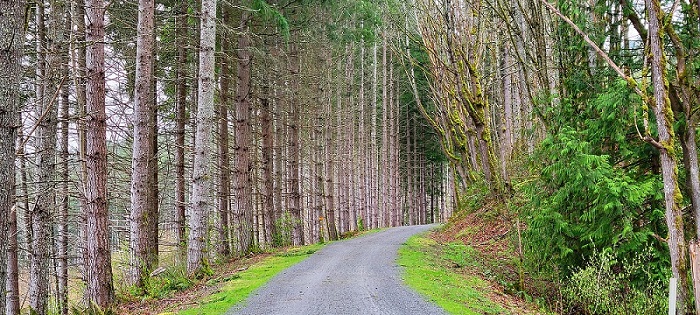 Road with tall trees on both sides.